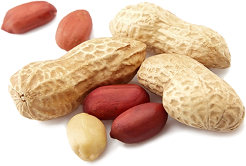 Peanut - Groundnut